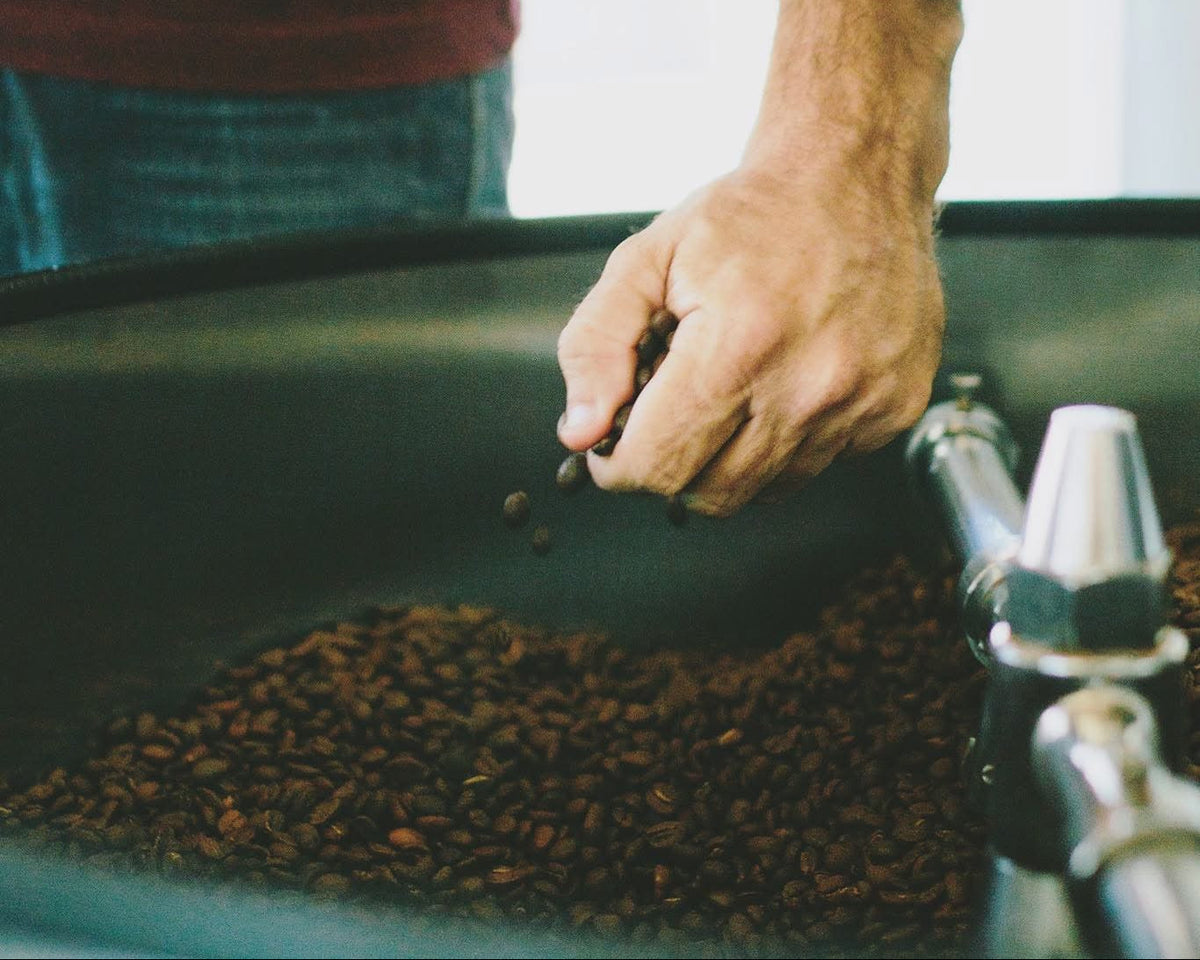 Person holding coffee beans over a container filled with coffee beans.